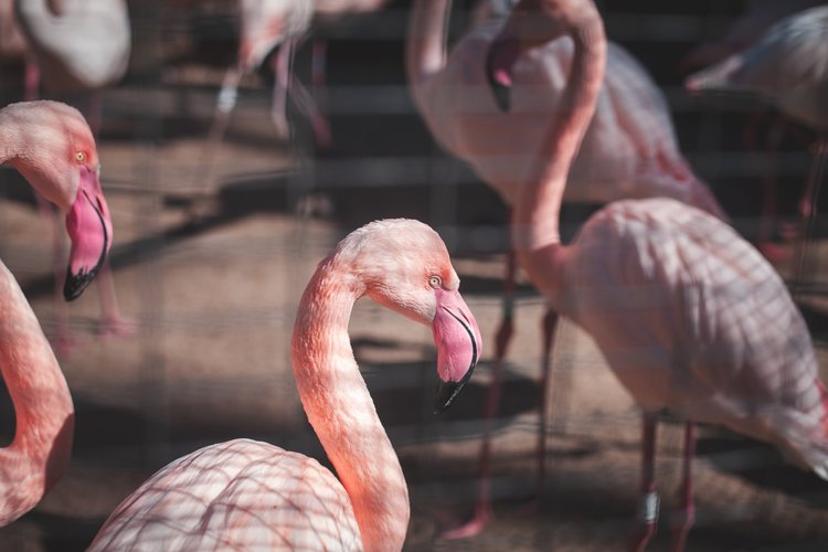 Flamingo, 2025