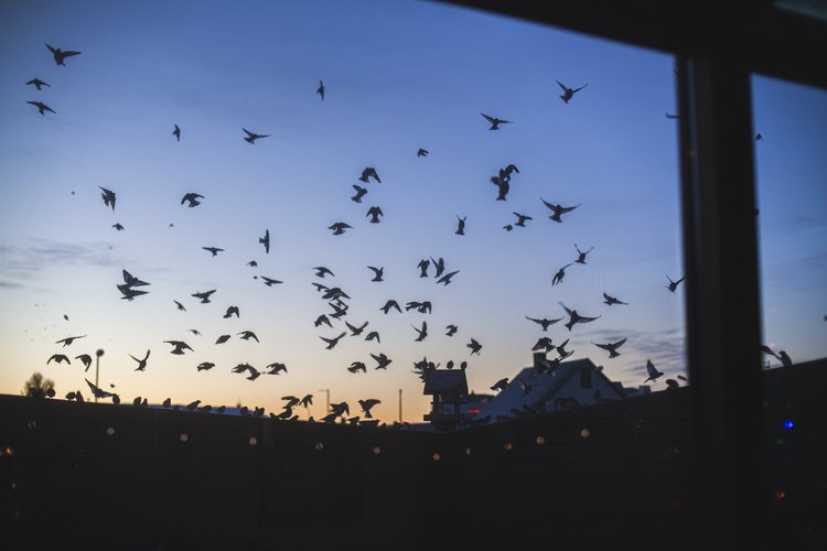 Vögel als Silhouetten über Dächern in der Abenddämmerung.