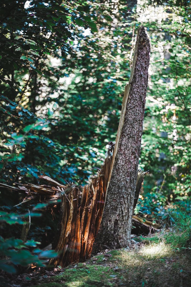 Tief im Wald bleibt ein Baumstumpf zurück. Sein langsamer Zerfall erzählt vom Vergehen der Zeit, in einer Stille, die tiefer ist als jede Sinfonie.