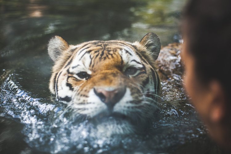 Ein Tiger schwimmt im Wasser, während eine Person in der Nähe zusieht.